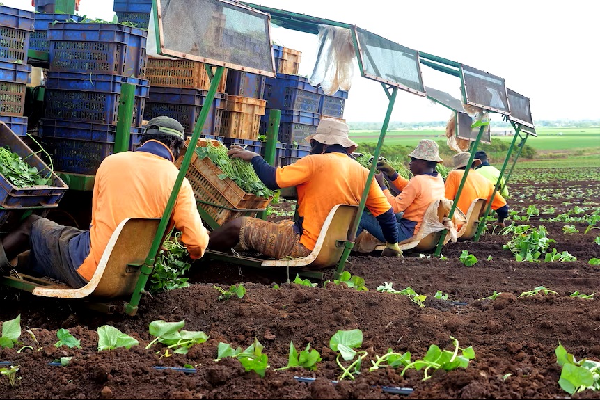 Building the Pacific Island workers community